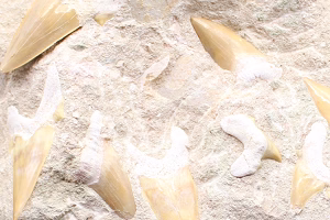 Raw fossils