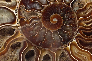 Polished fossils