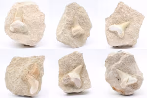 Fossil tooth