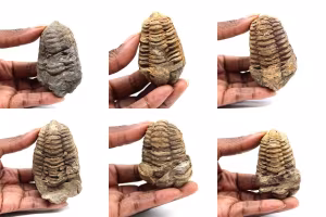 Trilobite