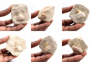 Fossil tooth