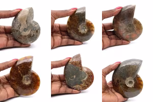 Ammonites