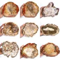 Large Slice of Petrified Wood - Majunga Collection
