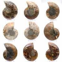 Polished ammonite: Marine geometry of Madagascar