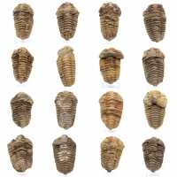 Fossil trilobite Morocco