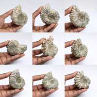Ammonites Douvilleiceras inaequinodum
