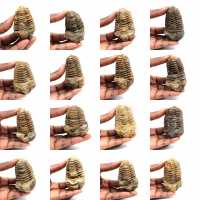 Fossil trilobite