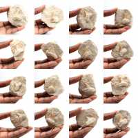 Fossil tooth of Otodus Fossil tooth of Otodus