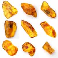Yellow amber pebble from Lithuania for fossil collection