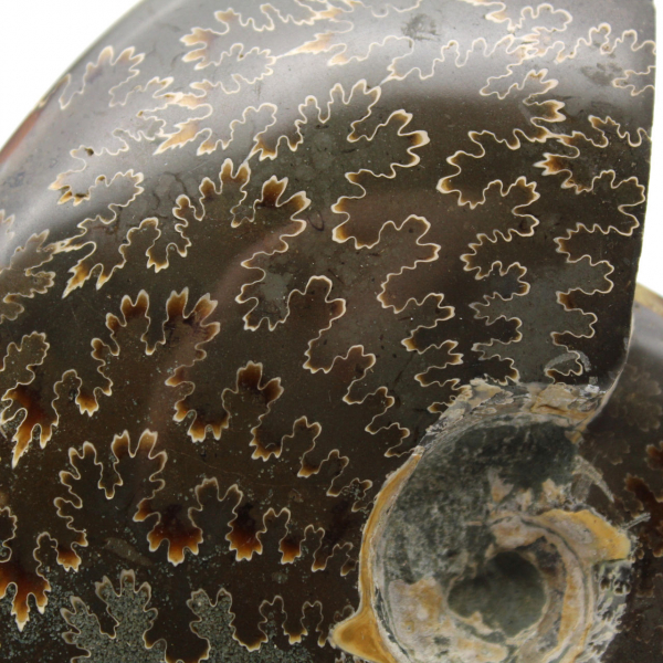 Whole polished ammonite