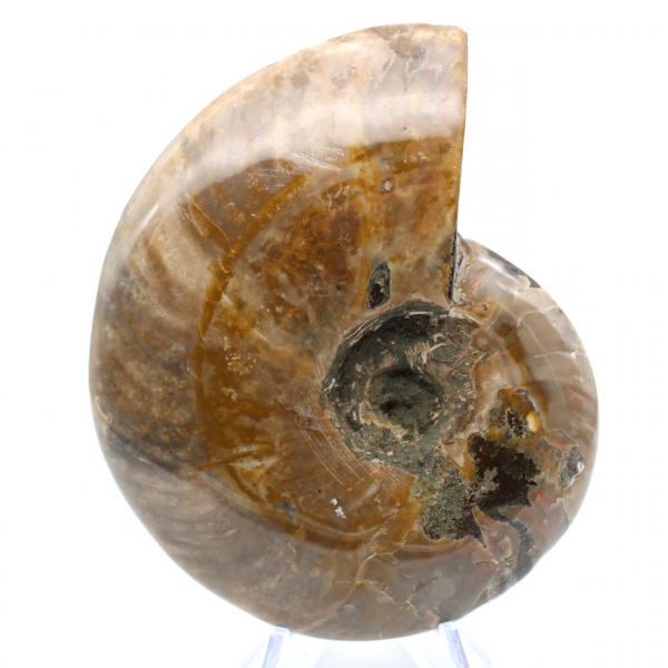 Whole polished ammonite fossil from Madagascar