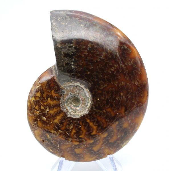 Whole ammonite