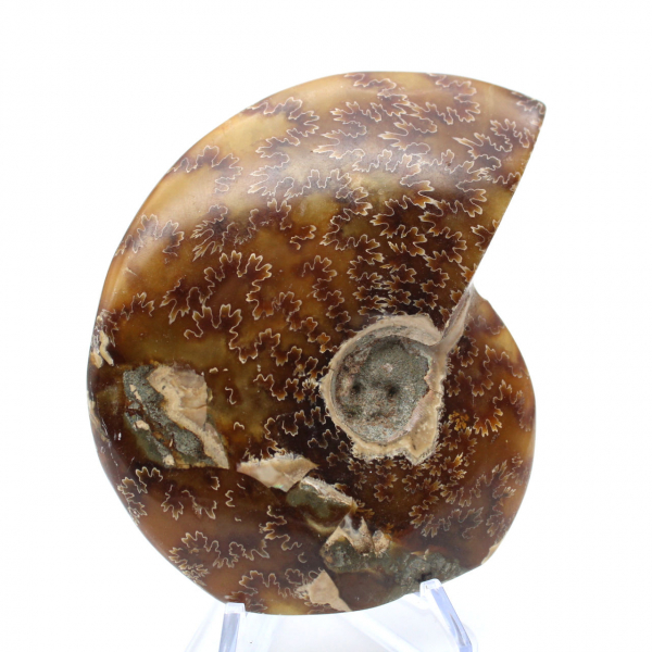 Whole ammonite sawn polished