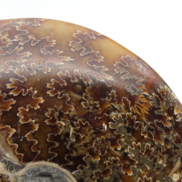 Whole ammonite sawn polished