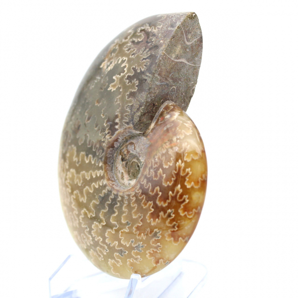 Whole ammonite