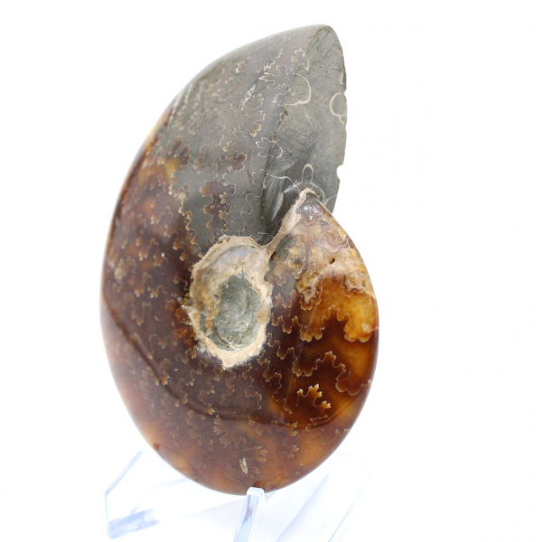 Whole ammonite fossil from Madagascar