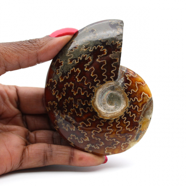 Ammonite