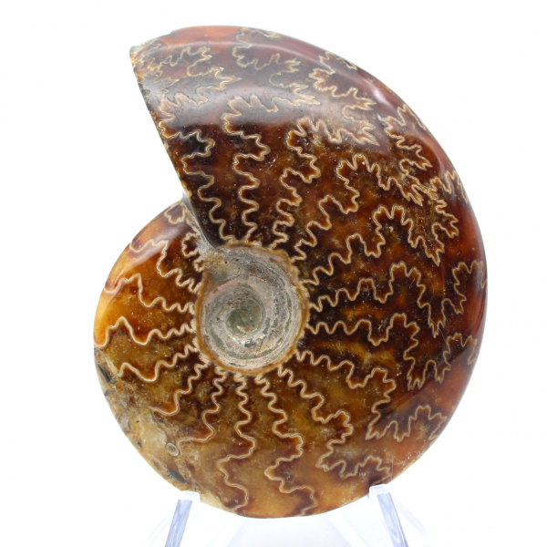 Ammonite