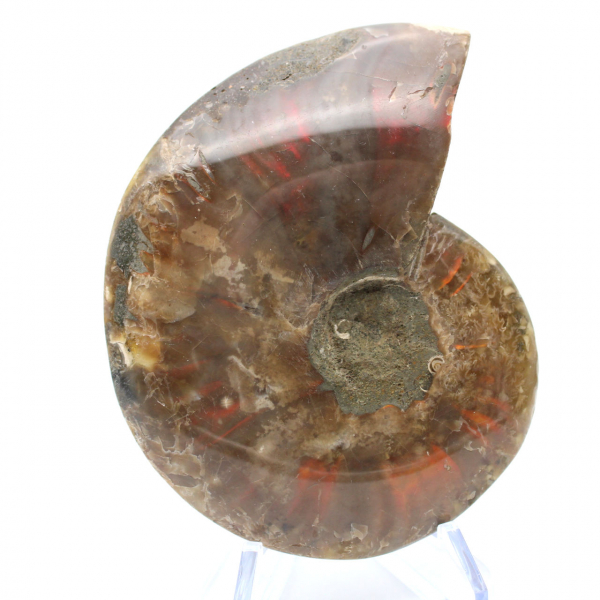 Ammonite one piece