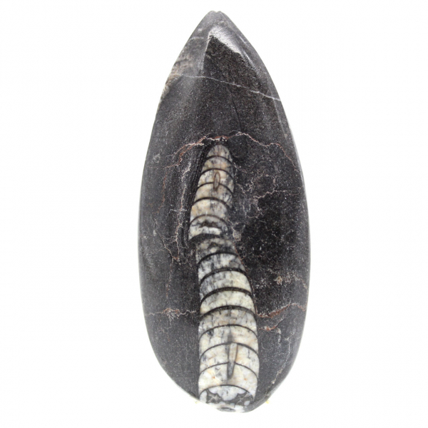 Fossil Orthoceras