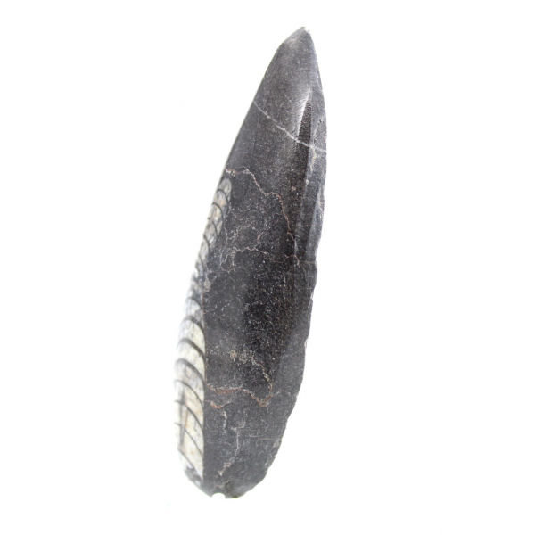 Fossil Orthoceras