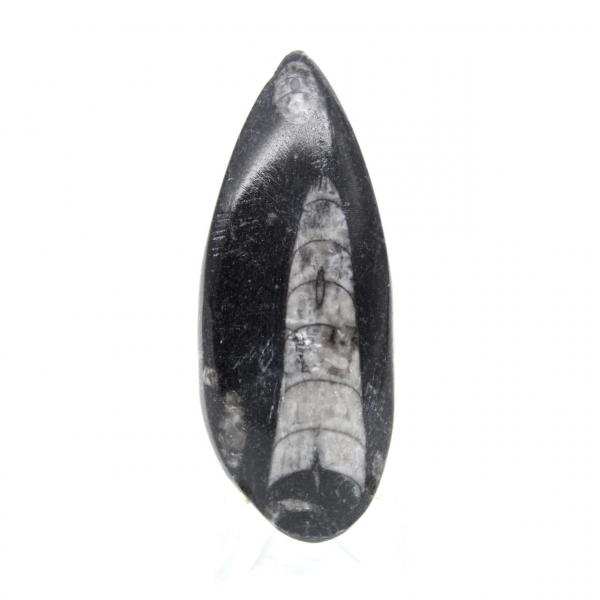 Fossil Orthoceras