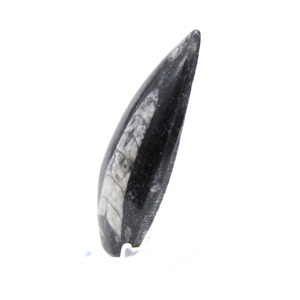 Fossil Orthoceras