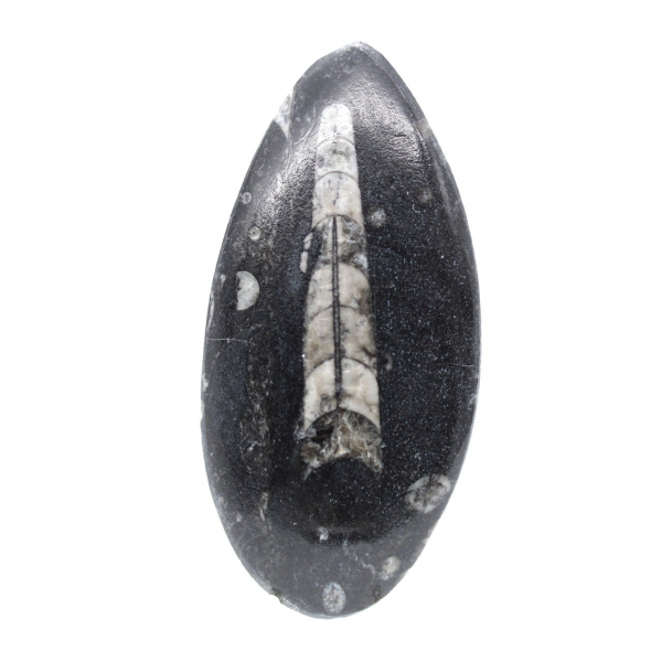 Fossil Orthoceras from Morocco