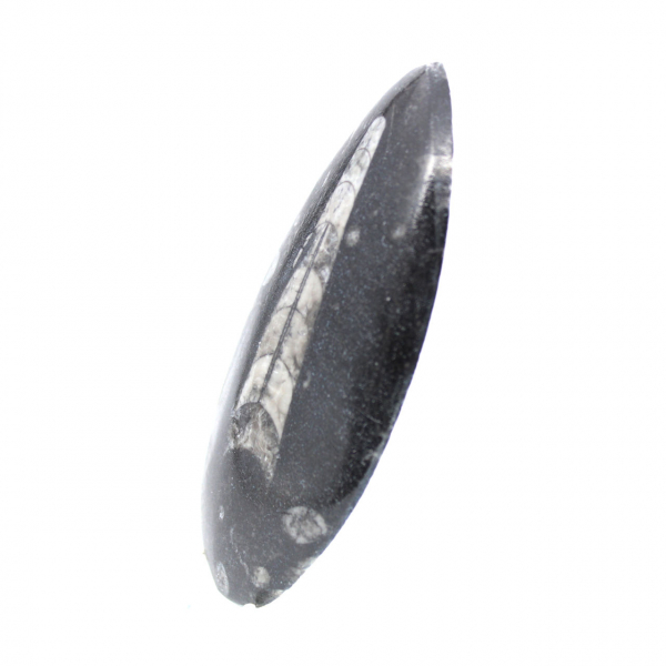 Fossil Orthoceras from Morocco
