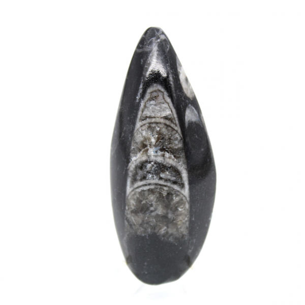 Fossil Orthoceras from Morocco