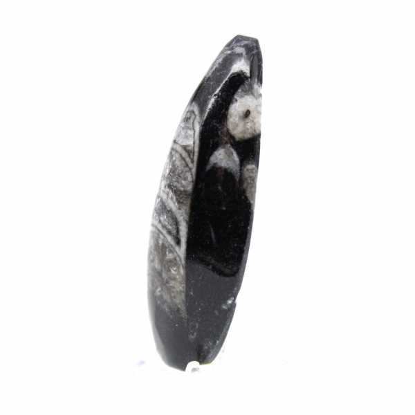 Fossil Orthoceras from Morocco