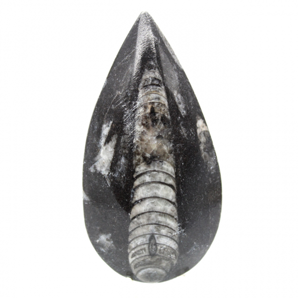 Fossil Orthoceras from Morocco
