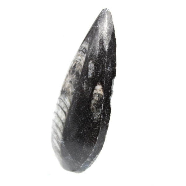 Fossil Orthoceras from Morocco