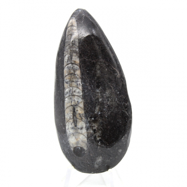 Fossil Orthoceras