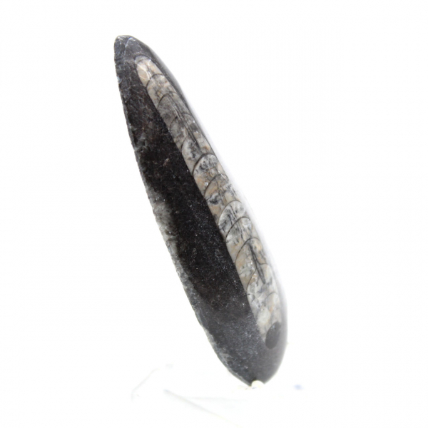Fossil Orthoceras