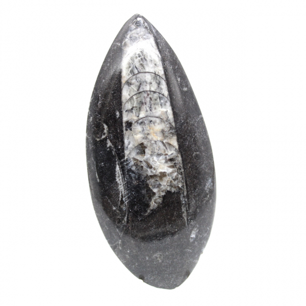 Fossil Orthoceras from Morocco