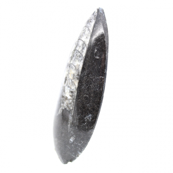 Fossil Orthoceras from Morocco