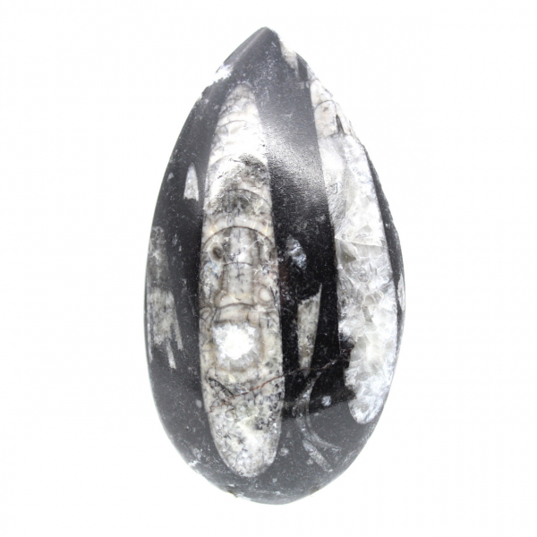Fossil Orthoceras