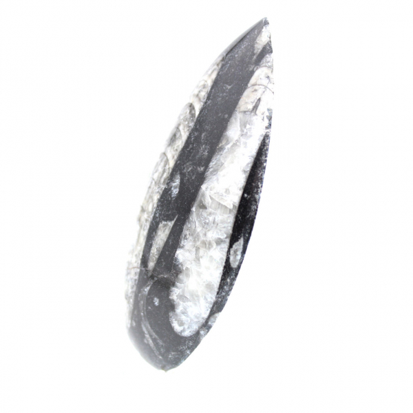 Fossil Orthoceras