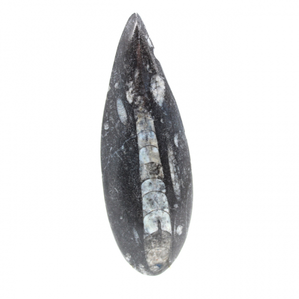 Fossil Orthoceras from Morocco