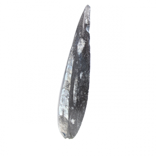 Fossil Orthoceras from Morocco