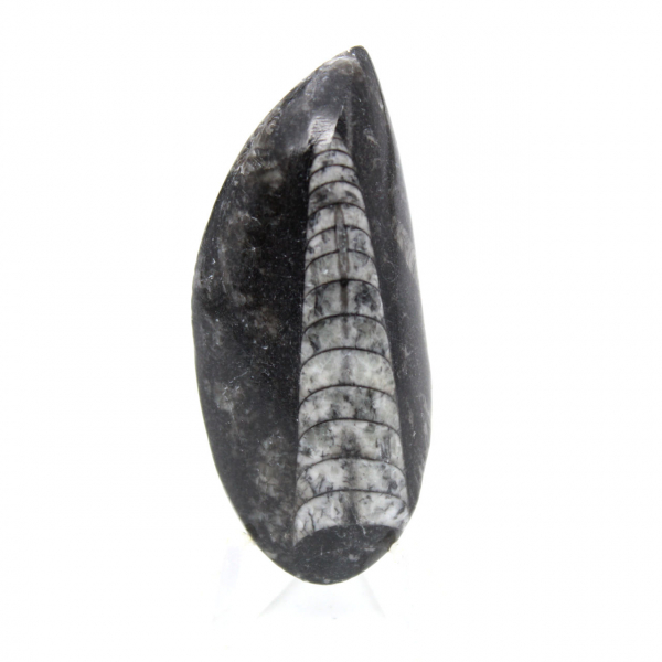 Fossil Orthoceras