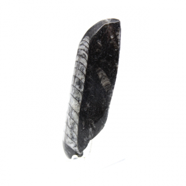 Fossil Orthoceras