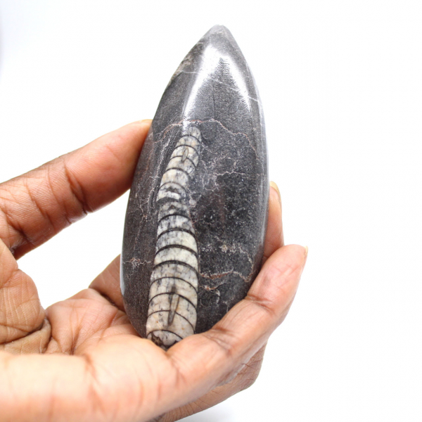 Fossil Orthoceras