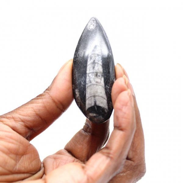 Fossil Orthoceras
