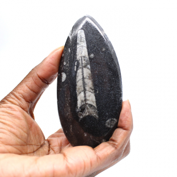 Fossil Orthoceras from Morocco