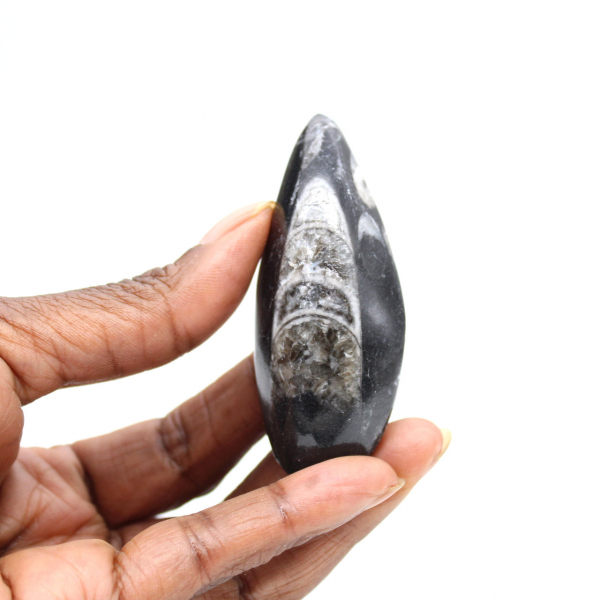 Fossil Orthoceras from Morocco
