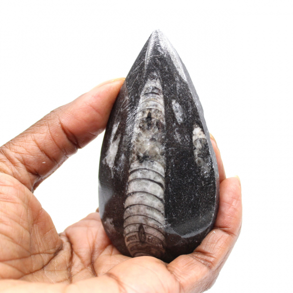 Fossil Orthoceras from Morocco