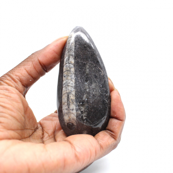Fossil Orthoceras