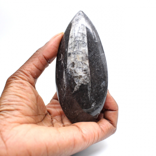 Fossil Orthoceras from Morocco